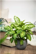 Dieffenbachia seguine 'Compacta' - Dieffenbachie 'Compacta' Dieffenbachia seguine 'Compacta' - Dieffenbachie 'Compacta'