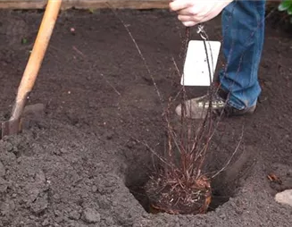 Strauchspiere - Einpflanzen im Garten