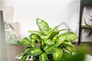 Dieffenbachia seguine 'Compacta' - Dieffenbachie 'Compacta' Dieffenbachia seguine 'Compacta' - Dieffenbachie 'Compacta'