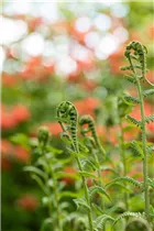 Dryopteris filix-mas - Gewöhnlicher Wurmfarn Dryopteris filix-mas - Gewöhnlicher Wurmfarn