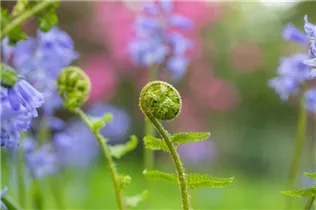 Dryopteris filix-mas - Gewöhnlicher Wurmfarn Dryopteris filix-mas - Gewöhnlicher Wurmfarn