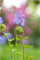 Dryopteris filix-mas - Gewöhnlicher Wurmfarn Dryopteris filix-mas - Gewöhnlicher Wurmfarn