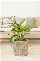 Dieffenbachia seguine 'Tropic Snow' - Dieffenbachie 'Tropic Snow' Dieffenbachia seguine 'Tropic Snow' - Dieffenbachie 'Tropic Snow'