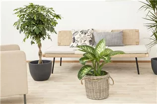 Dieffenbachia seguine 'Tropic Snow' - Dieffenbachie 'Tropic Snow' Dieffenbachia seguine 'Tropic Snow' - Dieffenbachie 'Tropic Snow'