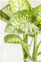 Dieffenbachia seguine 'Tropic Snow' - Dieffenbachie 'Tropic Snow' Dieffenbachia seguine 'Tropic Snow' - Dieffenbachie 'Tropic Snow'