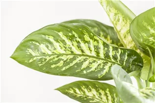Dieffenbachia seguine 'Tropic Snow' - Dieffenbachie 'Tropic Snow' Dieffenbachia seguine 'Tropic Snow' - Dieffenbachie 'Tropic Snow'