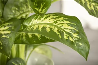 Dieffenbachia seguine 'Tropic Snow' - Dieffenbachie 'Tropic Snow' Dieffenbachia seguine 'Tropic Snow' - Dieffenbachie 'Tropic Snow'