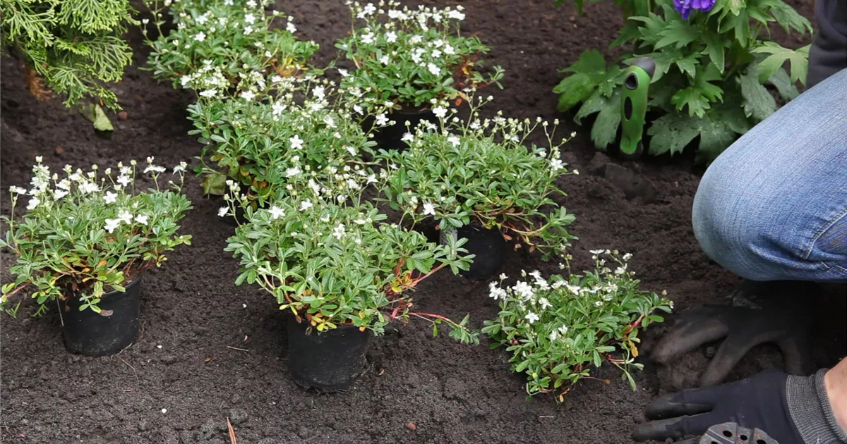  - Fingerkraut - Einpflanzen im Garten