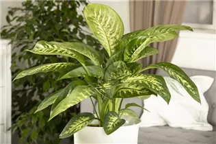 Dieffenbachia seguine 'Tropic Snow' - Dieffenbachie 'Tropic Snow' Dieffenbachia seguine 'Tropic Snow' - Dieffenbachie 'Tropic Snow'