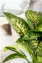 Dieffenbachia seguine 'Tropic Snow' - Dieffenbachie 'Tropic Snow' Dieffenbachia seguine 'Tropic Snow' - Dieffenbachie 'Tropic Snow'