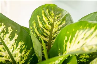Dieffenbachia seguine 'Tropic Snow' - Dieffenbachie 'Tropic Snow' Dieffenbachia seguine 'Tropic Snow' - Dieffenbachie 'Tropic Snow'
