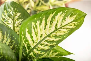 Dieffenbachia seguine 'Tropic Snow' - Dieffenbachie 'Tropic Snow' Dieffenbachia seguine 'Tropic Snow' - Dieffenbachie 'Tropic Snow'