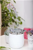 Echeveria 'Blue Prince' - Echeverie