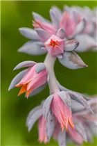 Echeveria 'Blue Prince' - Echeverie