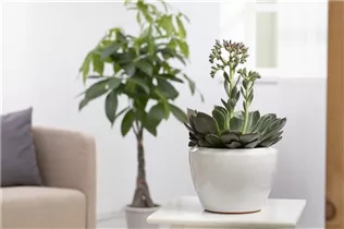 Echeveria 'Blue Prince' - Echeverie