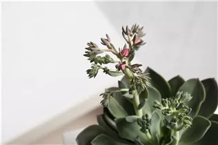 Echeveria agavoides - Echeverie Echeveria agavoides - Echeverie