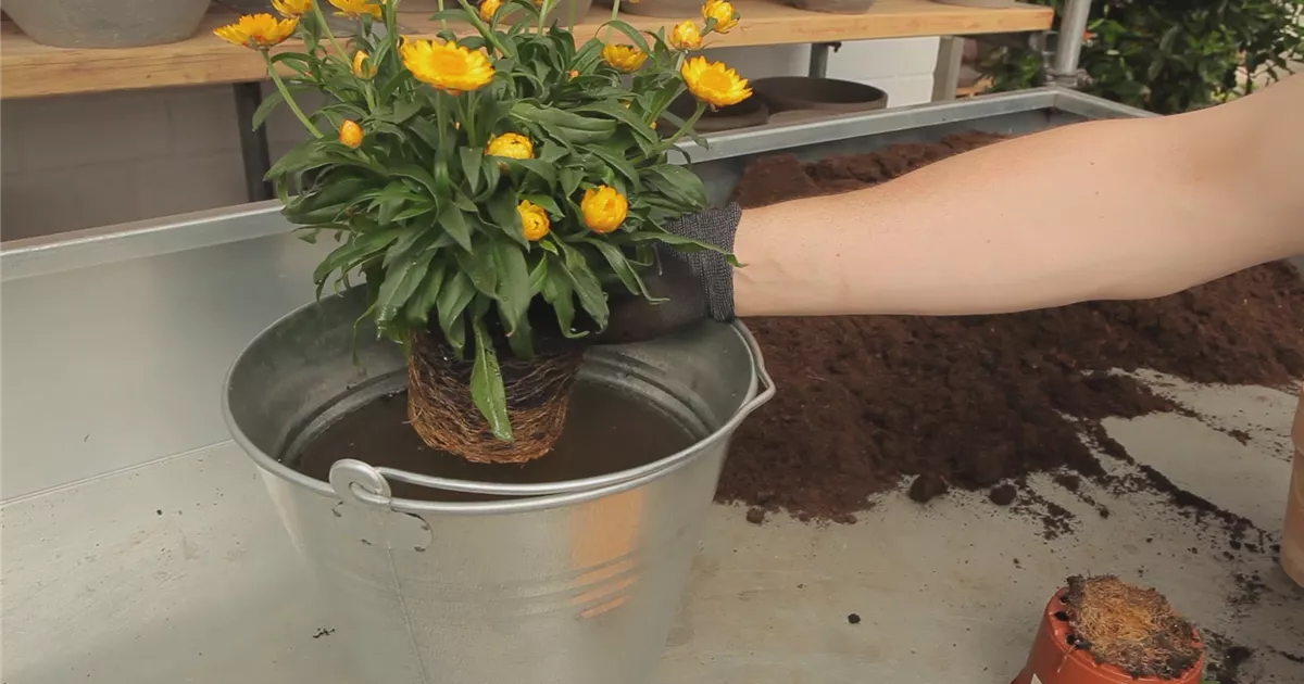  - Strohblume - Einpflanzen in ein Gefäß