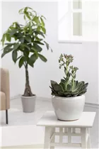 Echeveria 'Blue Prince' - Echeverie