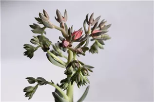 Echeveria 'Blue Prince' - Echeverie