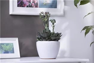 Echeveria 'Blue Prince' - Echeverie