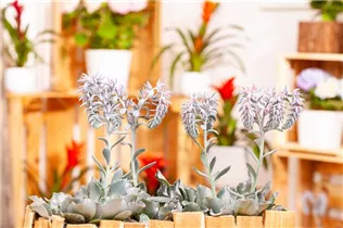 Echeveria 'Cheyenne' - Echeverie Echeveria 'Cheyenne' - Echeverie