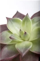 Echeveria agavoides - Echeverie Echeveria agavoides - Echeverie