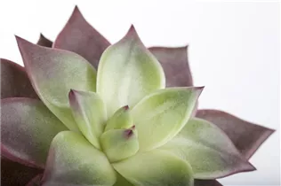 Echeveria agavoides - Echeverie Echeveria agavoides - Echeverie