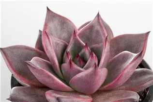 Echeveria agavoides - Echeverie Echeveria agavoides - Echeverie