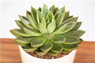 Echeveria agavoides - Echeverie Echeveria agavoides - Echeverie
