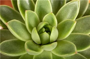 Echeveria agavoides - Echeverie Echeveria agavoides - Echeverie