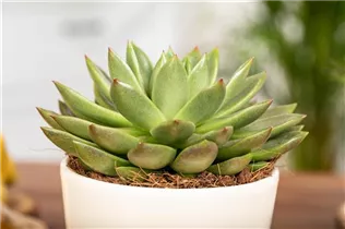 Echeveria agavoides - Echeverie Echeveria agavoides - Echeverie
