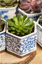 Echeveria agavoides - Echeverie Echeveria agavoides - Echeverie