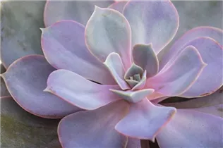Echeveria 'Purple Pearl' - Echeverie Echeveria 'Purple Pearl' - Echeverie
