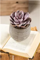 Echeveria agavoides 'Ebony' - Echeverie 'Ebony'