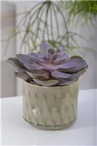 Echeveria 'Purple Pearl' - Echeverie Echeveria 'Purple Pearl' - Echeverie