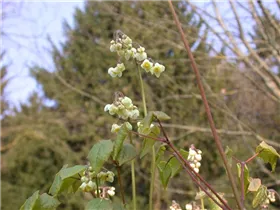 Epimedium pubigerum - Flaumige Elfenblume