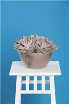 Echeveria 'Purple Pearl' - Echeverie Echeveria 'Purple Pearl' - Echeverie