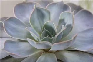 Echeveria 'Purple Pearl' - Echeverie Echeveria 'Purple Pearl' - Echeverie