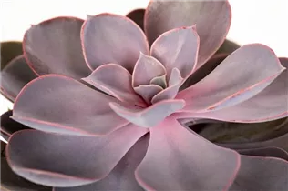 Echeveria 'Purple Pearl' - Echeverie Echeveria 'Purple Pearl' - Echeverie
