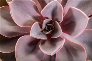 Echeveria 'Purple Pearl' - Echeverie Echeveria 'Purple Pearl' - Echeverie