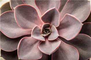 Echeveria 'Purple Pearl' - Echeverie Echeveria 'Purple Pearl' - Echeverie