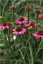 Echinacea 'Mooodz'® - Echinacea 'Mooodz'®