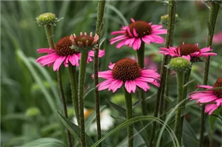 Echinacea 'Mooodz'® - Echinacea 'Mooodz'®