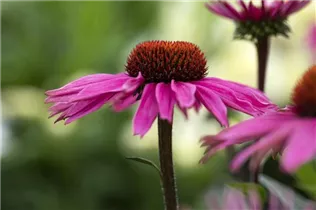 Echinacea 'Mooodz'® - Echinacea 'Mooodz'®