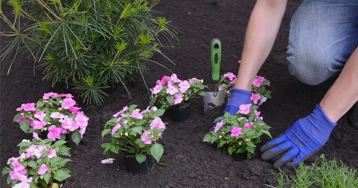  - Fleißiges Lieschen - Einpflanzen im Garten