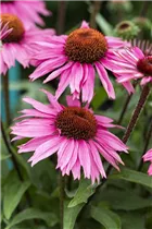 Echinacea 'Mooodz'® - Echinacea 'Mooodz'®