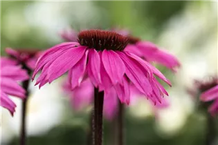 Echinacea 'Mooodz'® - Echinacea 'Mooodz'®