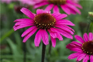 Echinacea 'Mooodz'® - Echinacea 'Mooodz'®