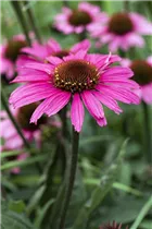 Echinacea 'Mooodz'® - Echinacea 'Mooodz'®