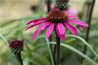 Echinacea 'Mooodz'® - Echinacea 'Mooodz'®